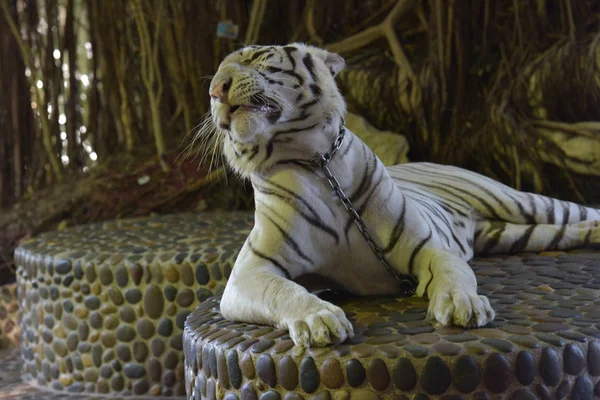 Tigre Bianca Con Una Catena Collo Uno Zoo Thailandese — Foto Stock