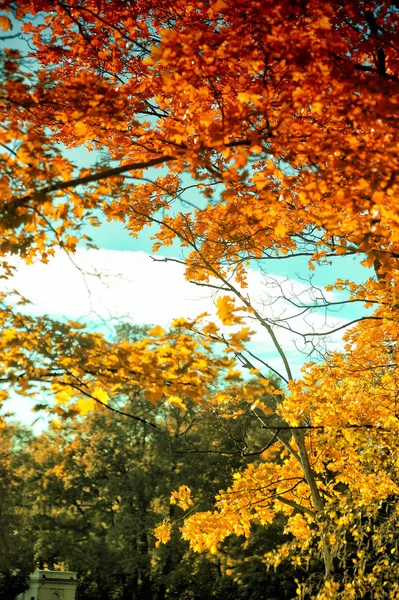 Yellow, orange and green autumn foliage on a tree — Stock Photo, Image