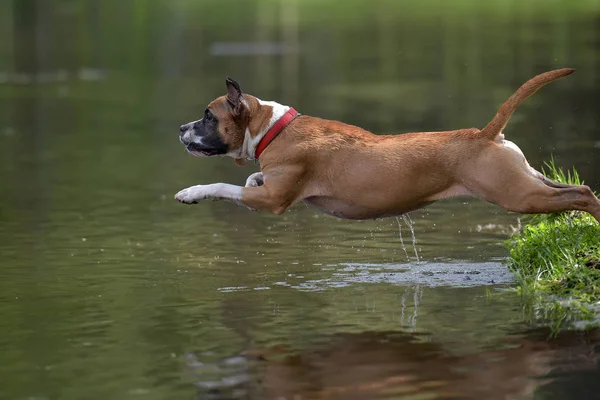 American Staffordshire Terrier saltando — Foto de Stock