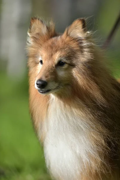 Ο σκύλος φυλή ράφι — Φωτογραφία Αρχείου