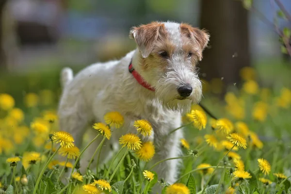 White with red airedale terrier among yellow dandelions — Stock Photo, Image