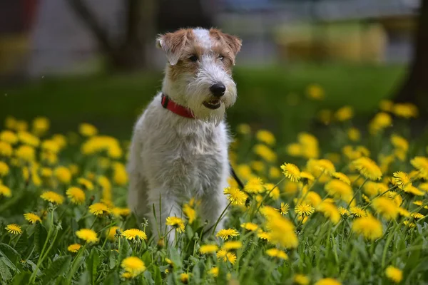 White with red airedale terrier among yellow dandelions — Stock Photo, Image