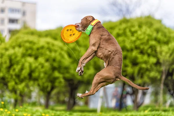 Pit bull terrier jumps, — Stock Photo, Image