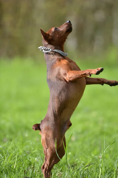 A dwarf pincher jumps — Stock Photo, Image