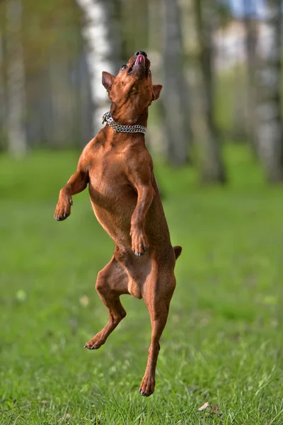 A dwarf pincher jumps — Stock Photo, Image