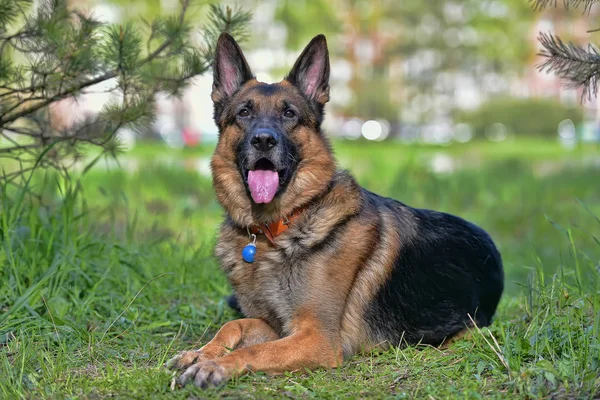 森の中の松の横にあるジャーマン ・ シェパード犬 — ストック写真