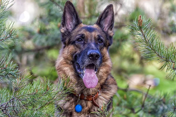 Bir Alman çoban köpeği bir çam ormanı içinde yanındaki portresi — Stok fotoğraf