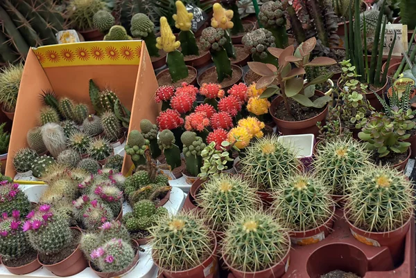 Russia, St. Petersburg 17,05,2014 cactus in pots for sale in a flower shop — Stock Photo, Image