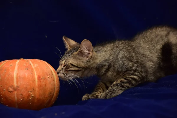 縞模様の子猫とカボチャ — ストック写真