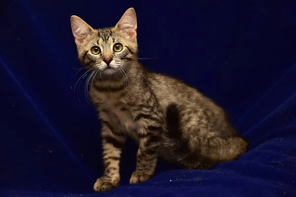 Gray striped kitten — Stock Photo, Image