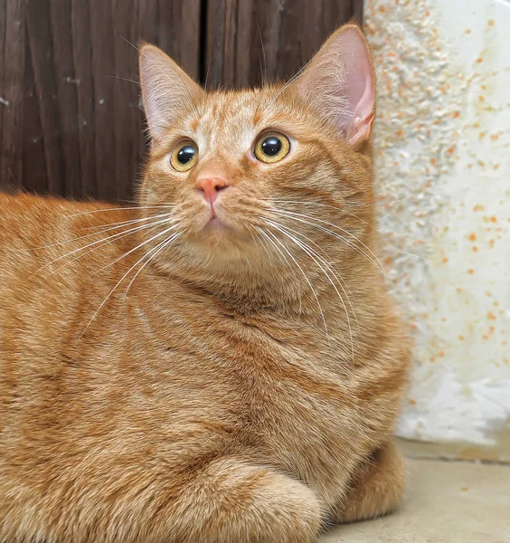 Gato vermelho gordo coloca — Fotografia de Stock