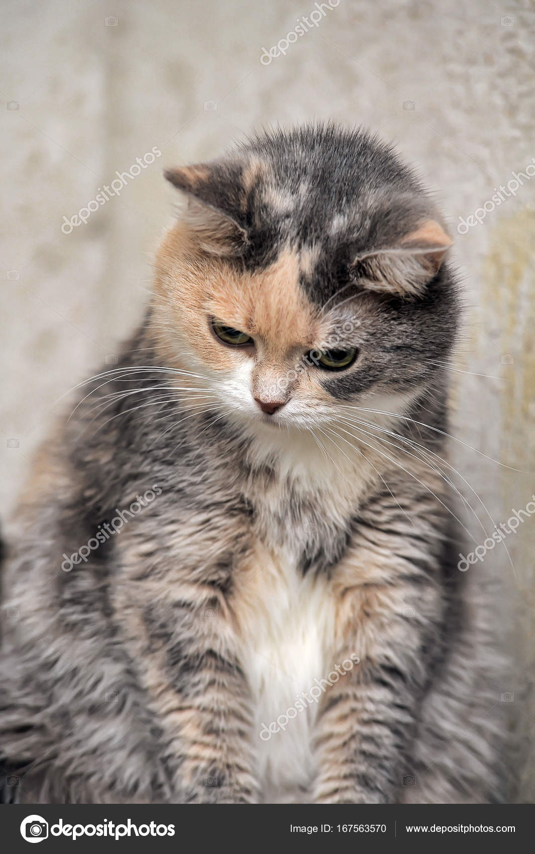 Plump Gray With A Red And White Short Haired Cat Stock Photo
