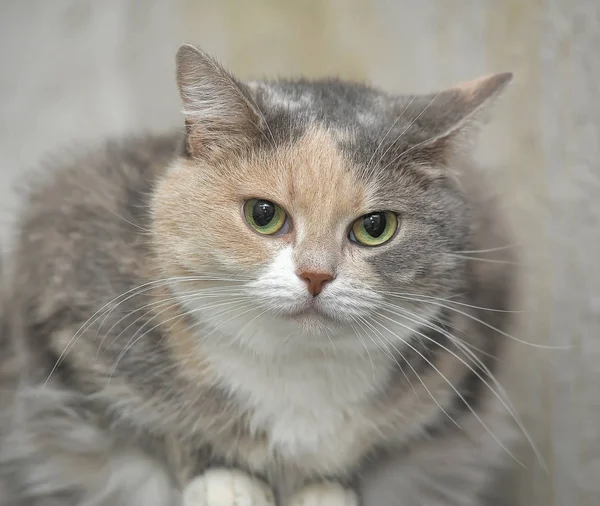 Pulchny szary z biało -czerwoną krótkowłose kot — Zdjęcie stockowe