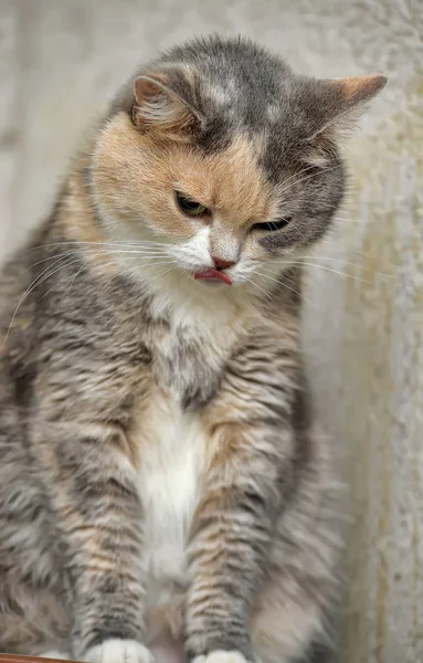 Regordeta gris con un gato de pelo corto rojo y blanco — Foto de Stock