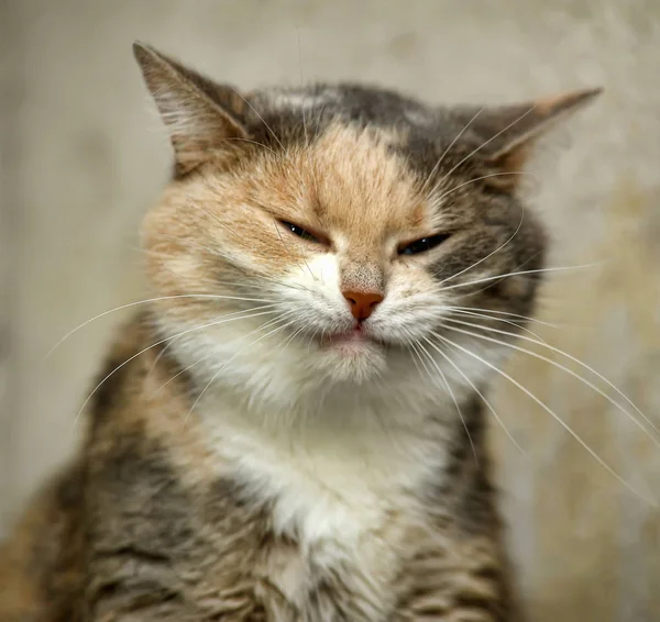 Cinza gordo com um gato de cabelos curtos vermelho e branco — Fotografia de Stock