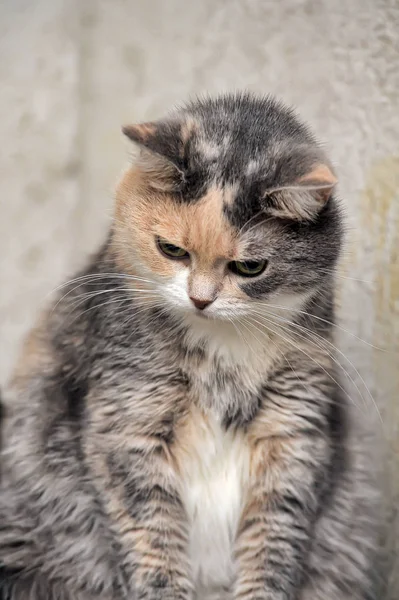 Пухлый серый с красно-белым короткошерстным котом — стоковое фото