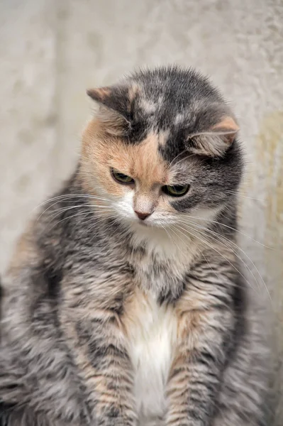 Regordeta gris con un gato de pelo corto rojo y blanco — Foto de Stock