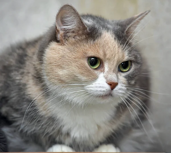 Regordeta gris con un gato de pelo corto rojo y blanco —  Fotos de Stock