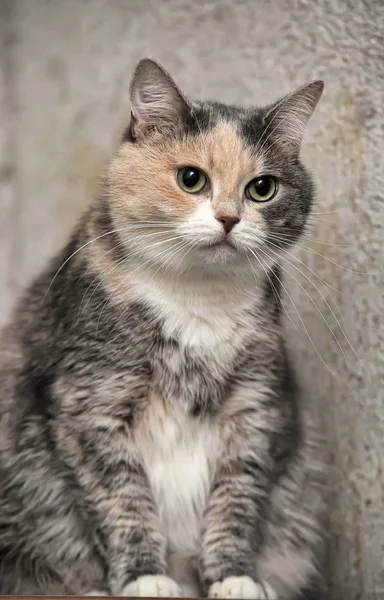 Kırmızı ve beyaz kısa saçlı kedi ile tombul gri — Stok fotoğraf