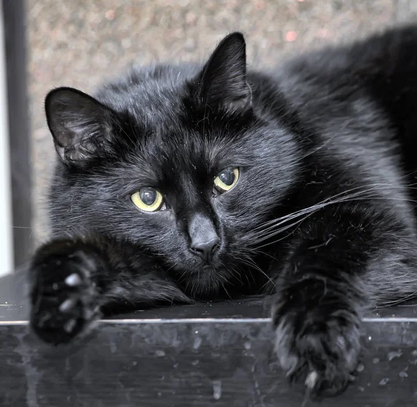 거짓말 잘 먹이 검은 고양이 — 스톡 사진