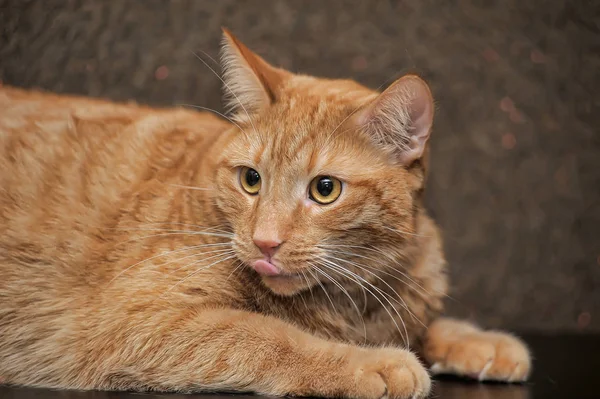 Duży i pulchny czerwony kot — Zdjęcie stockowe