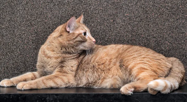 Gato vermelho grande e gordo — Fotografia de Stock