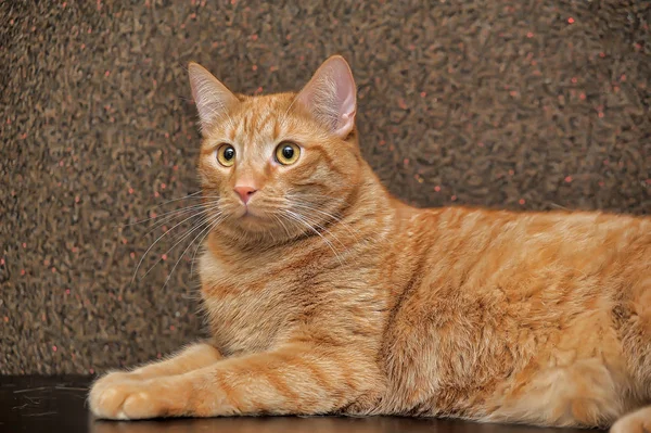 Большая и пухлая красная кошка — стоковое фото