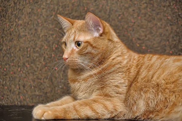 Gato vermelho grande e gordo — Fotografia de Stock