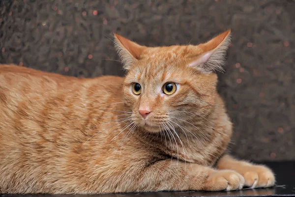 Velký a tučný červená kočka — Stock fotografie