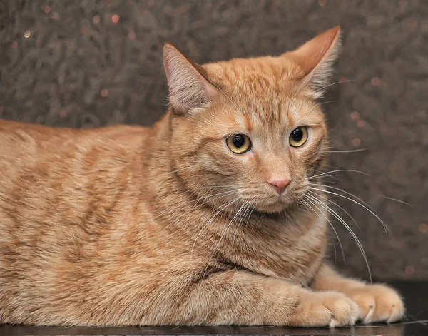 Nagy és kövér, vörös macska — Stock Fotó