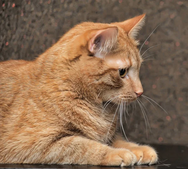 Große und pralle rote Katze — Stockfoto
