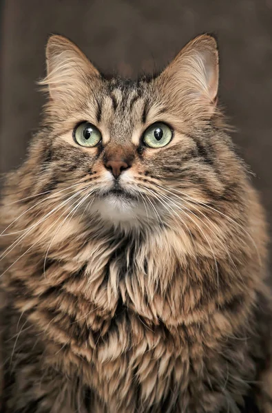 Гарний Сибірський Кіт Коричневого Кольору Портрет — стокове фото