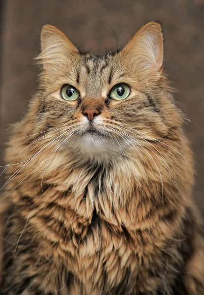 Bonito gato siberiano — Fotografia de Stock