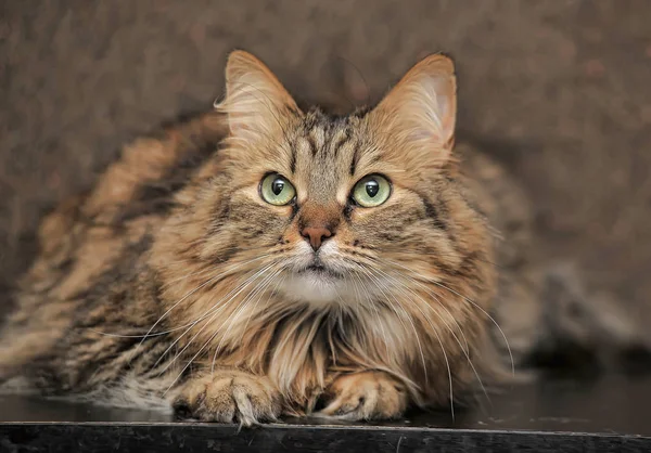 Beautiful Siberian cat — Stock Photo, Image