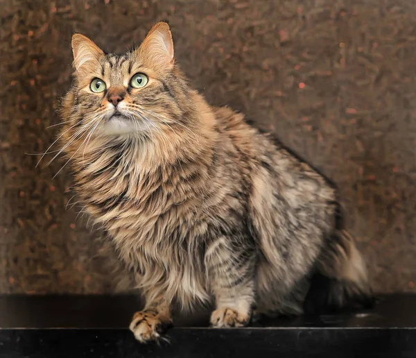 Mooie Siberische Kat — Stockfoto