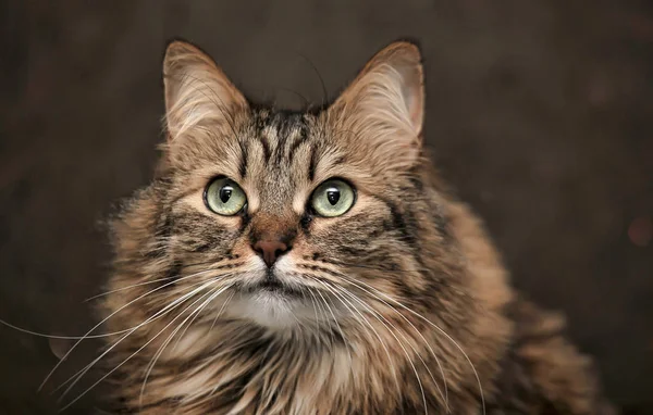 Bellissimo gatto siberiano — Foto Stock