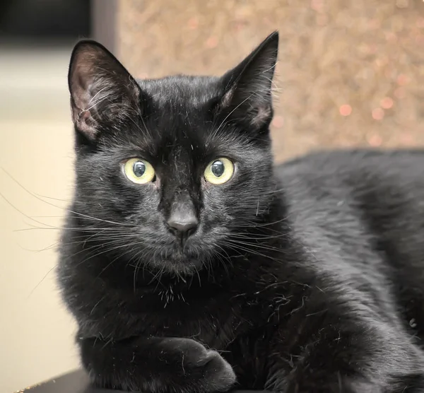 Black short-haired cat — Stock Photo, Image