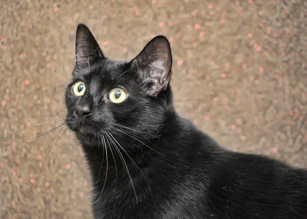 Černá krátkosrstá kočka — Stock fotografie