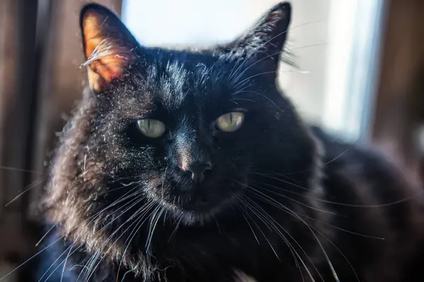 Чорний кіт пухнастий — стокове фото
