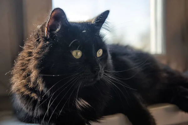 Gato peludo preto — Fotografia de Stock