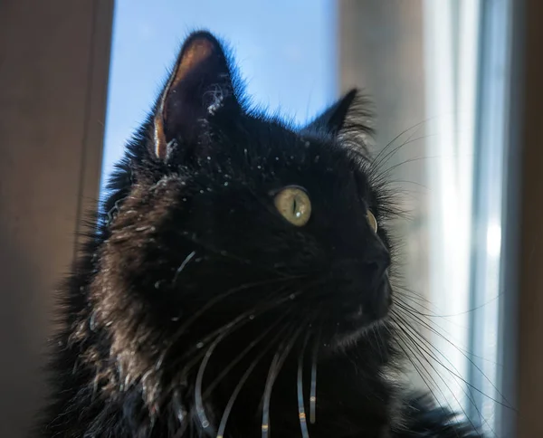 Чёрная пушистая кошка — стоковое фото