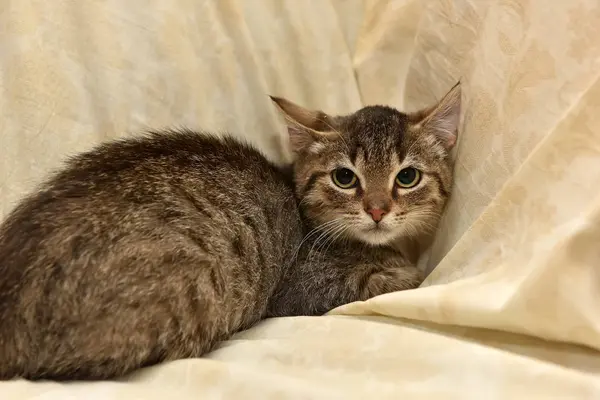 Frightened tabby kitten — Stock Photo, Image