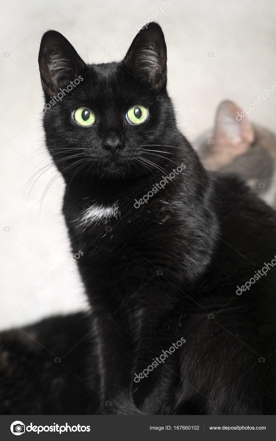 Bombay cat with white spot hotsell on chest