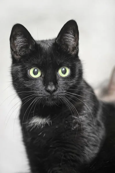 Чёрный кот с белым пятном — стоковое фото