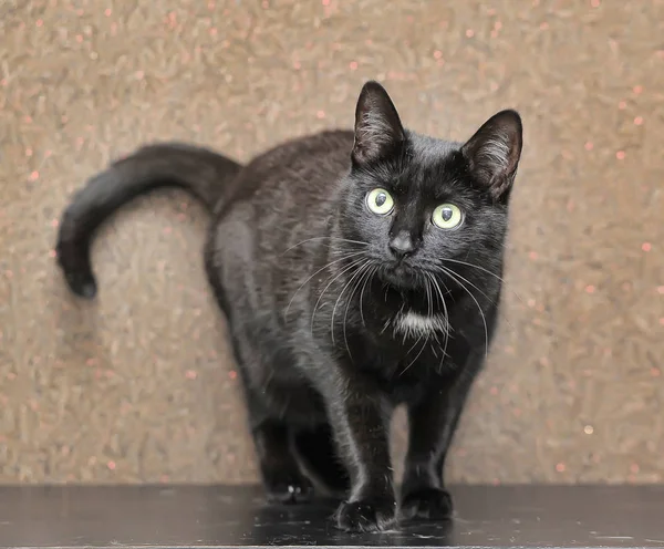 Černá kočka s bílou skvrnou — Stock fotografie