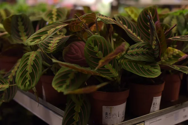 俄罗斯 圣彼得堡 在宜家商场出售的 2015 组盆花植物 — 图库照片