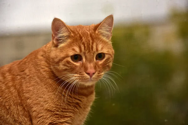 아름 다운 큰 빨간 고양이 — 스톡 사진