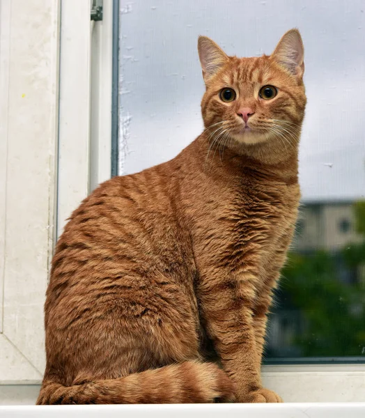 Hermoso Gran Gato Rojo Alféizar Ventana — Foto de Stock