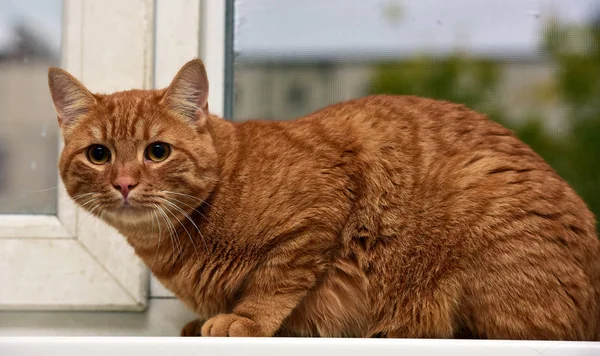 Hermoso Gran Gato Rojo Alféizar Ventana — Foto de Stock