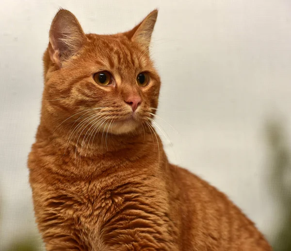 Belo grande gato vermelho — Fotografia de Stock